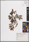 Foto von Salix cinerea L.